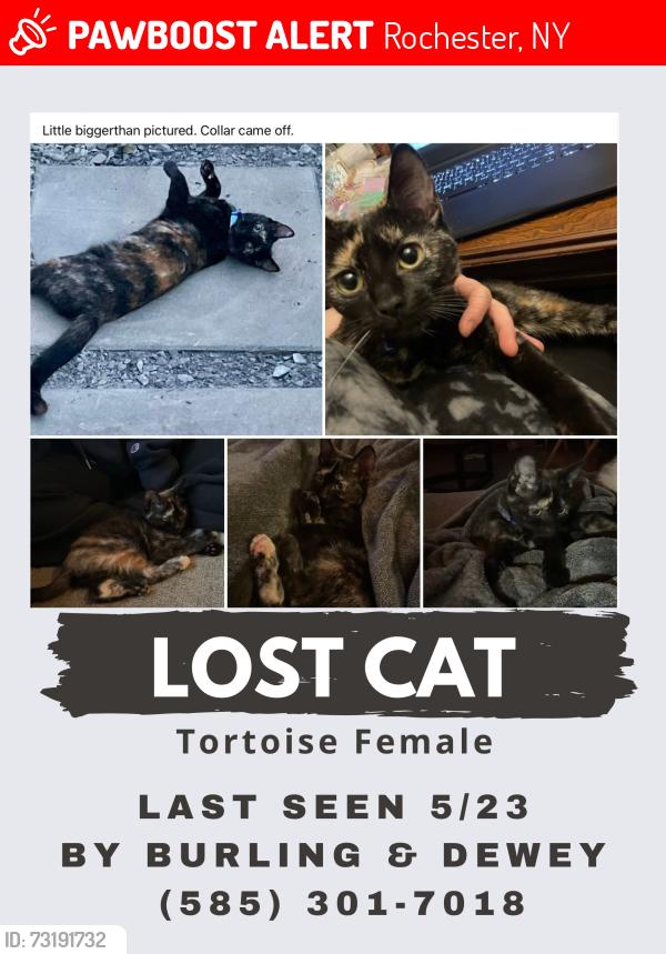 Lost Female Cat last seen Burling rd, Rochester, NY 14616