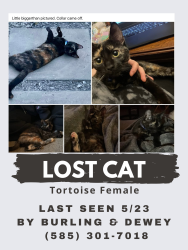 Lost Female Cat last seen Burling rd, Rochester, NY 14616