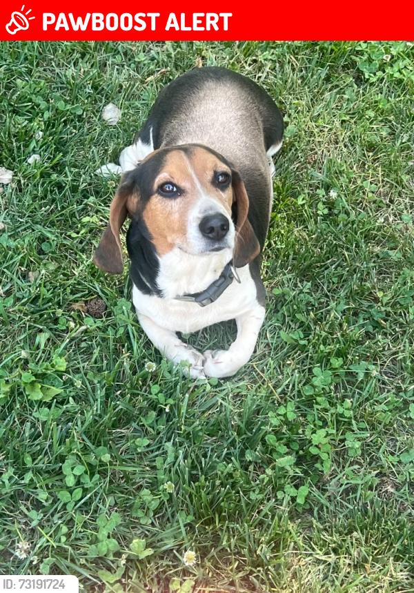 Lost Male Dog last seen Wayne white rd, Randolph County, NC 27233