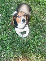 Lost Male Dog last seen Wayne white rd, Randolph County, NC 27233