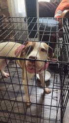 Found/Stray Female Dog last seen Down the road for 7 eleven, Wellford, SC 29385