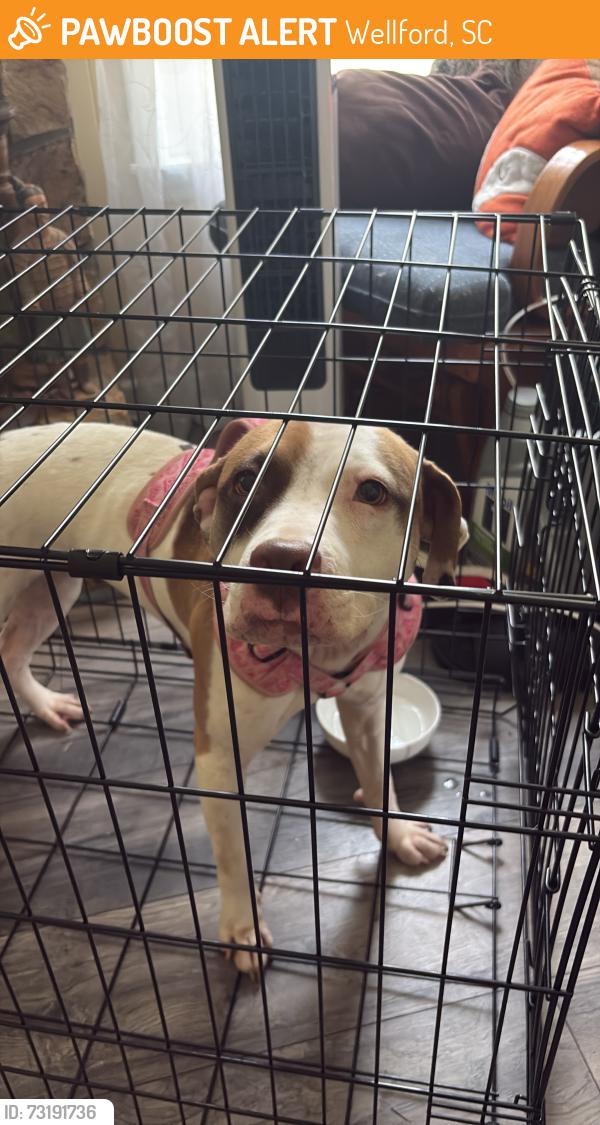 Found/Stray Female Dog last seen Down the road for 7 eleven, Wellford, SC 29385