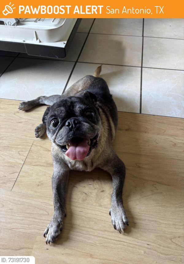 Found/Stray Male Dog last seen Quail Sky, San Antonio, TX 78250