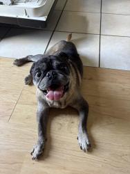 Found/Stray Male Dog last seen Quail Sky, San Antonio, TX 78250