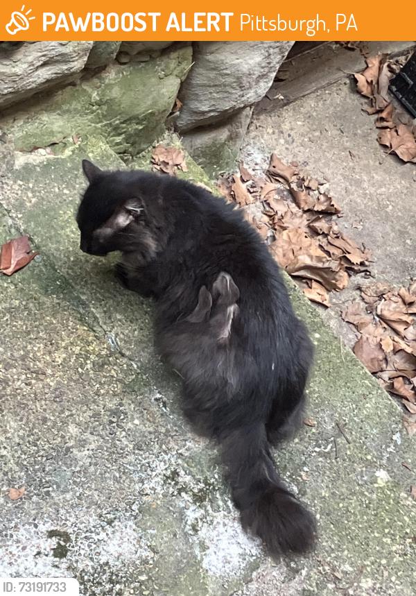 Found/Stray Unknown Cat last seen Buildings behind BTOS, Pittsburgh, PA 15216