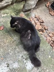 Found/Stray Unknown Cat last seen Buildings behind BTOS, Pittsburgh, PA 15216