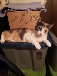 Lost Female Cat last seen Lee trevino, El Paso, TX 79907