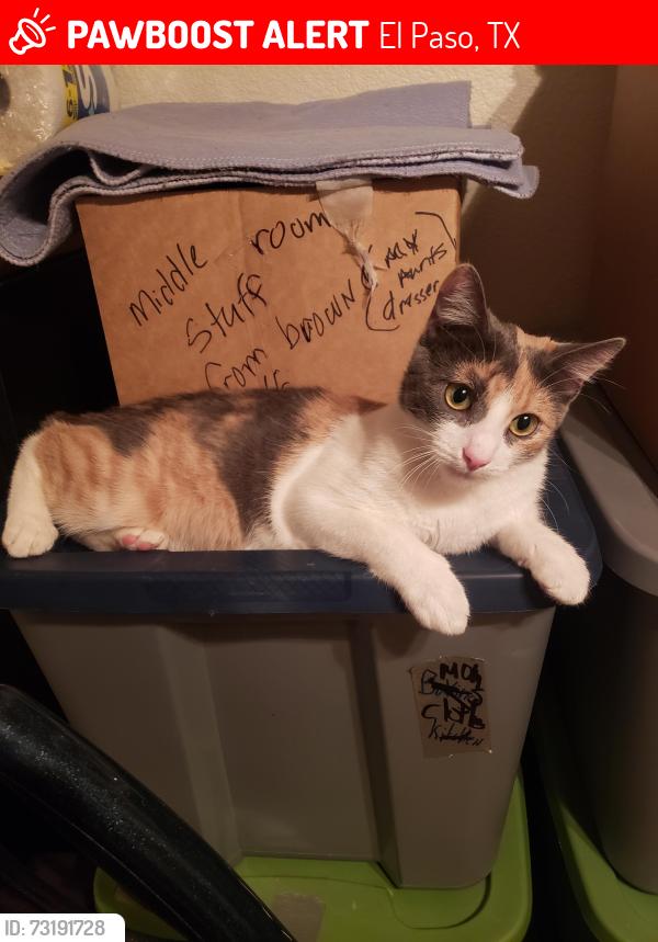 Lost Female Cat last seen Lee trevino, El Paso, TX 79907