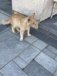 Reunited Male Cat last seen Grace and Maxson Street, Oceanside, CA 92054