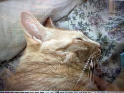Lost Male Cat last seen Earl and morgan, Joliet, IL 60436
