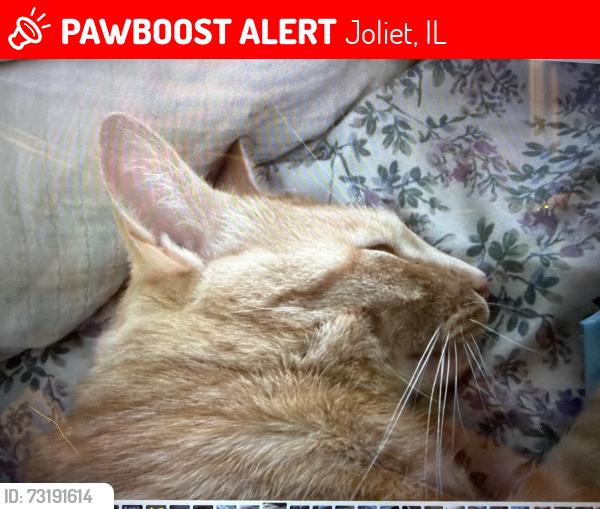 Lost Male Cat last seen Earl and morgan, Joliet, IL 60436