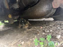Found/Stray Male Dog last seen Lidwell Road, Reade Township, PA 16639