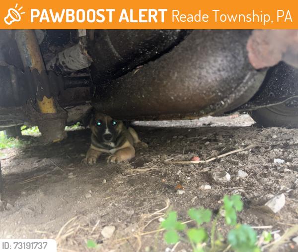 Found/Stray Male Dog last seen Lidwell Road, Reade Township, PA 16639