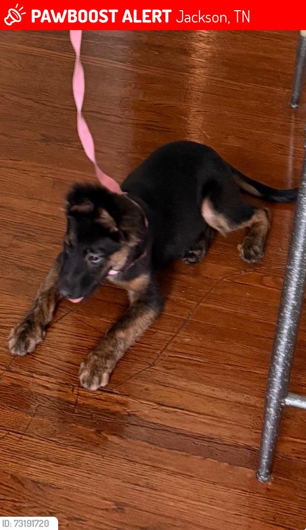 Lost Female Dog last seen Lana Area, Jackson, TN 38301