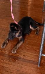 Lost Female Dog last seen Lana Area, Jackson, TN 38301