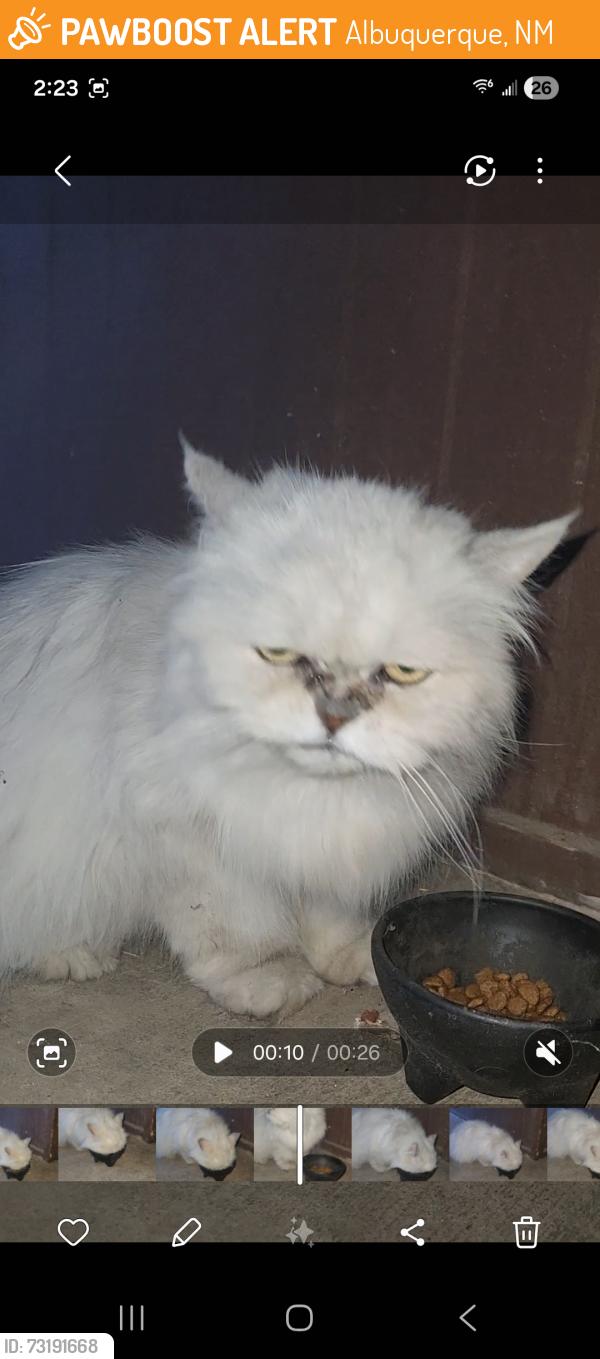 Found/Stray Unknown Cat last seen Vail and Girard, Albuquerque, NM 87106