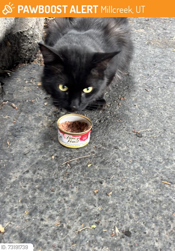 Found/Stray Male Cat last seen Turnberry apts 4500 s 1300 e, Millcreek, UT 84124