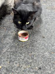 Found/Stray Male Cat last seen Turnberry apts 4500 s 1300 e, Millcreek, UT 84124