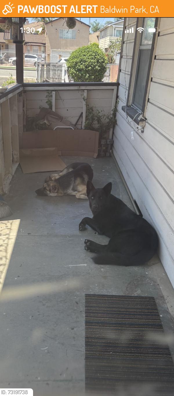 Found/Stray Unknown Dog last seen Ramona parkway, Baldwin Park, CA 91706