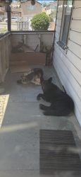 Found/Stray Unknown Dog last seen Ramona parkway, Baldwin Park, CA 91706
