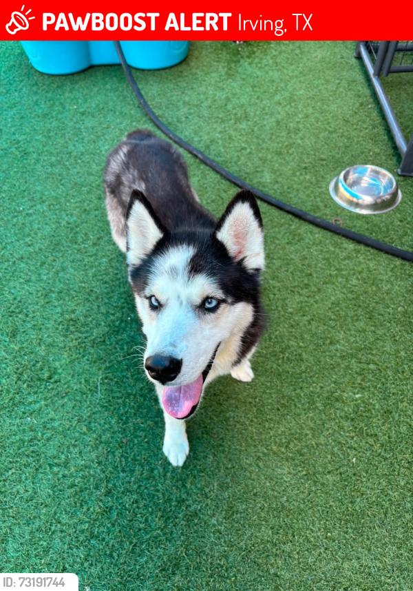 Lost Male Dog last seen Dollar general, Irving, TX 75061