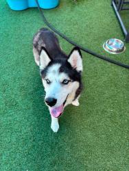 Lost Male Dog last seen Dollar general, Irving, TX 75061