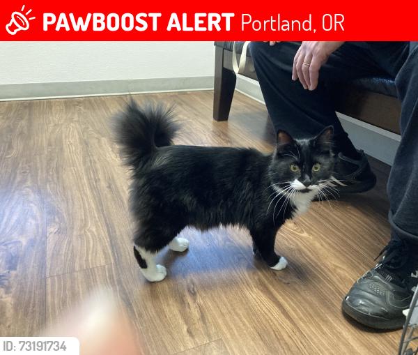 Lost Male Cat last seen 158th and KellySt Portland, OR, Portland, OR 97236