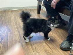 Lost Male Cat last seen 158th and KellySt Portland, OR, Portland, OR 97236