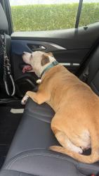 Reunited Female Dog last seen SW 216th St & SW 133rd Ave, Florida 33177, USA, Miami-Dade County, FL 33177