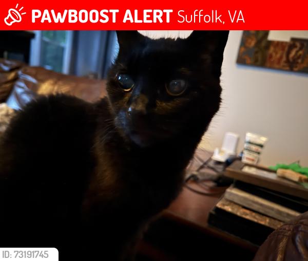 Lost Female Cat last seen Pitchkettle Road and Lake Kilby Road, Suffolk, VA 23434