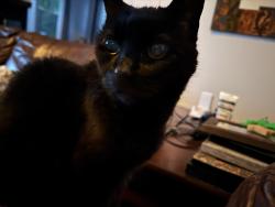 Lost Female Cat last seen Pitchkettle Road and Lake Kilby Road, Suffolk, VA 23434