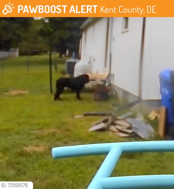 Found/Stray Unknown Dog last seen Willow Grove and Mud Mill Rd, Kent County, DE 19934