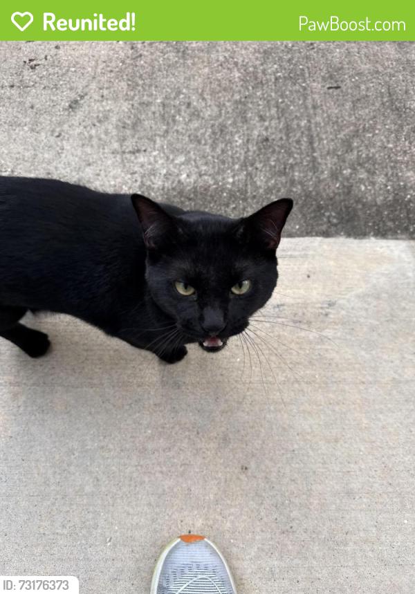 Reunited Male Cat last seen Navigation blvd & Nagle Street (East downtown), Houston, TX 77002