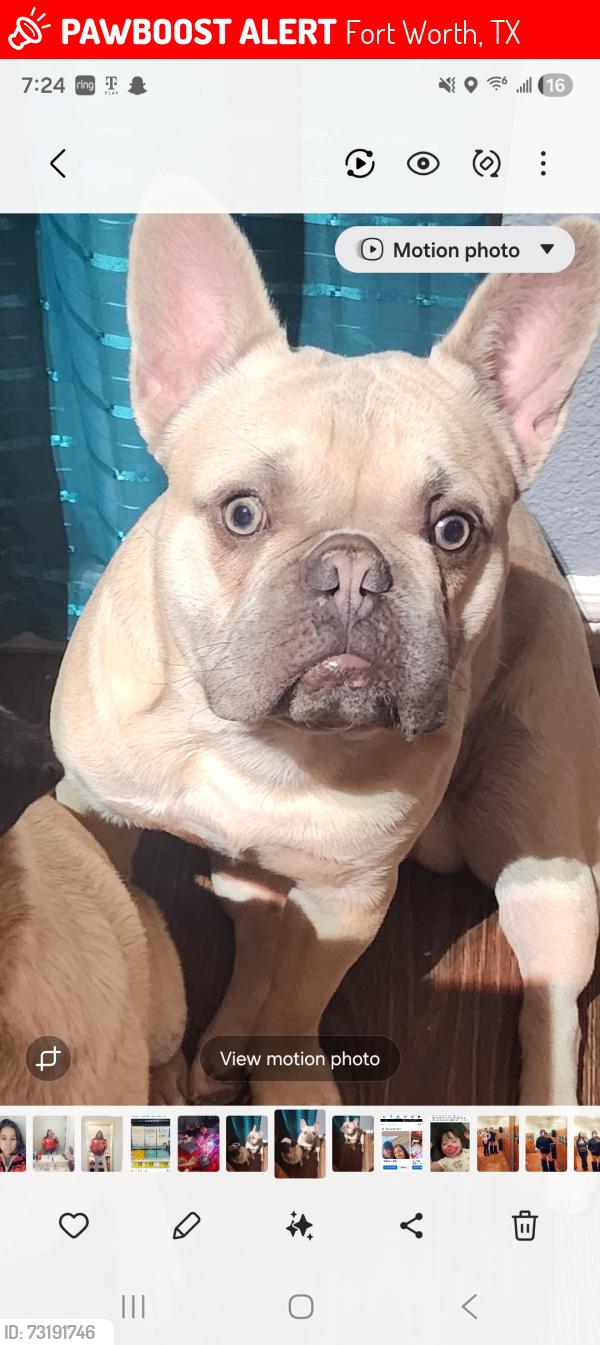 Lost Male Dog last seen Loving ave, Fort Worth, TX 76164