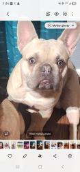 Lost Male Dog last seen Loving ave, Fort Worth, TX 76164