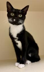 Shelter Stray Male Cat last seen San Miguel Dr&San Carlos Ct StoneMountain,GA 30083, 30083, GA, 3280 Chamblee Dunwoody Rd, Chamblee, GA 30341, USA