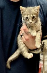 Shelter Stray Male Cat last seen San Miguel Dr&San Carlos Ct StoneMountain,GA 30083, 30083, GA, 3280 Chamblee Dunwoody Rd, Chamblee, GA 30341, USA