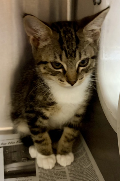 Shelter Stray Male Cat last seen Near Halifax Ct Tucker Georgia 30084, 30084, GA, 3280 Chamblee Dunwoody Rd, Chamblee, GA 30341, USA