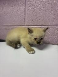 Shelter Stray Male Cat last seen Near Danny Boy, Vinton, TX, 5001 Fred Wilson Ave, El Paso, TX 79906, USA