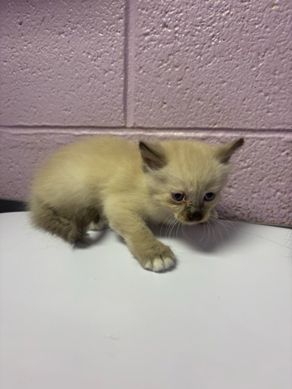 Shelter Stray Male Cat last seen Near Danny Boy, Vinton, TX, 5001 Fred Wilson Ave, El Paso, TX 79906, USA