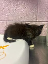 Shelter Stray Female Cat last seen Near Danny Boy, Vinton, TX, 5001 Fred Wilson Ave, El Paso, TX 79906, USA