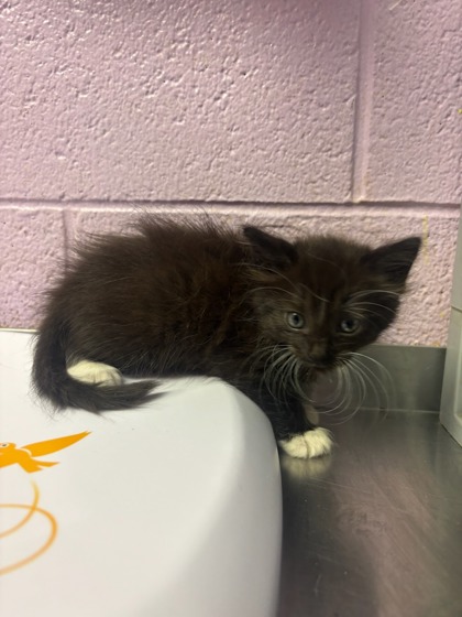 Shelter Stray Female Cat last seen Near Danny Boy, Vinton, TX, 5001 Fred Wilson Ave, El Paso, TX 79906, USA