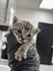 Shelter Stray Female Cat last seen 72nd Ave, Oakland, CA, 1101 29th Ave, Oakland, CA 94601, USA