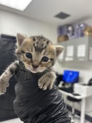 Shelter Stray Male Cat last seen 72nd Ave, Oakland, CA, 1101 29th Ave, Oakland, CA 94601, USA