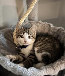 Lost Female Cat last seen Union St., Manchester, NH 03103