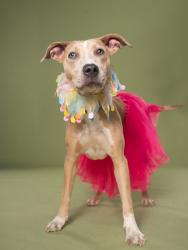 Shelter Stray Female Dog last seen Near campbellton road sw, Atlanta, GA, 1251 Fulton Industrial Blvd NW, Atlanta, GA 30336, USA