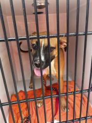 Shelter Stray Female Dog last seen Near Forest Hill Dr., Atlanta, GA, 1251 Fulton Industrial Blvd NW, Atlanta, GA 30336, USA