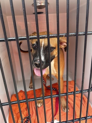 Shelter Stray Female Dog last seen Near Forest Hill Dr., Atlanta, GA, 1251 Fulton Industrial Blvd NW, Atlanta, GA 30336, USA