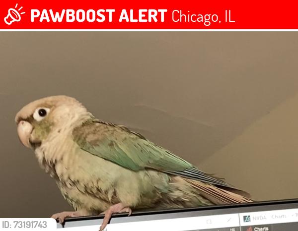 Lost Female Bird last seen West Pratt Boulevard and North Kedzie Avenue, Chicago, IL 60645