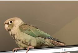 Lost Female Bird last seen West Pratt Boulevard and North Kedzie Avenue, Chicago, IL 60645